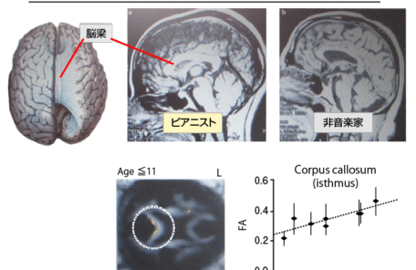 ピアノは脳を活性化する